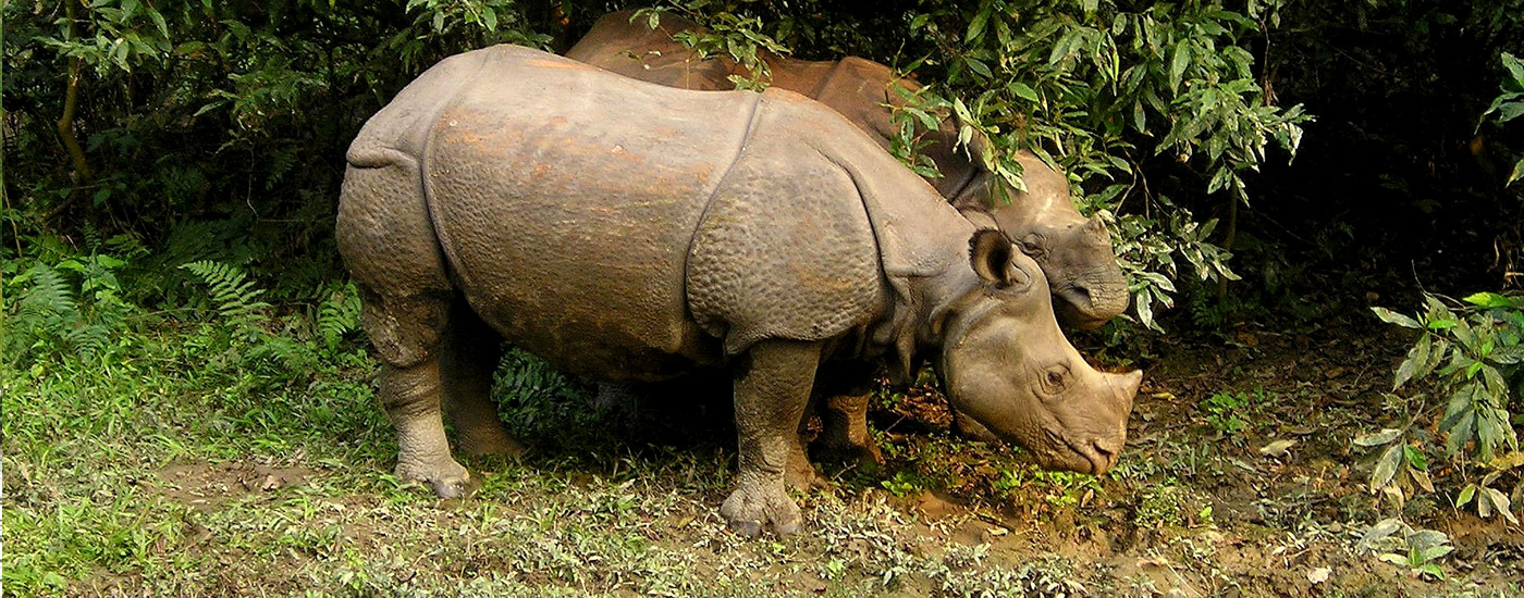 Rhino at Chitwan