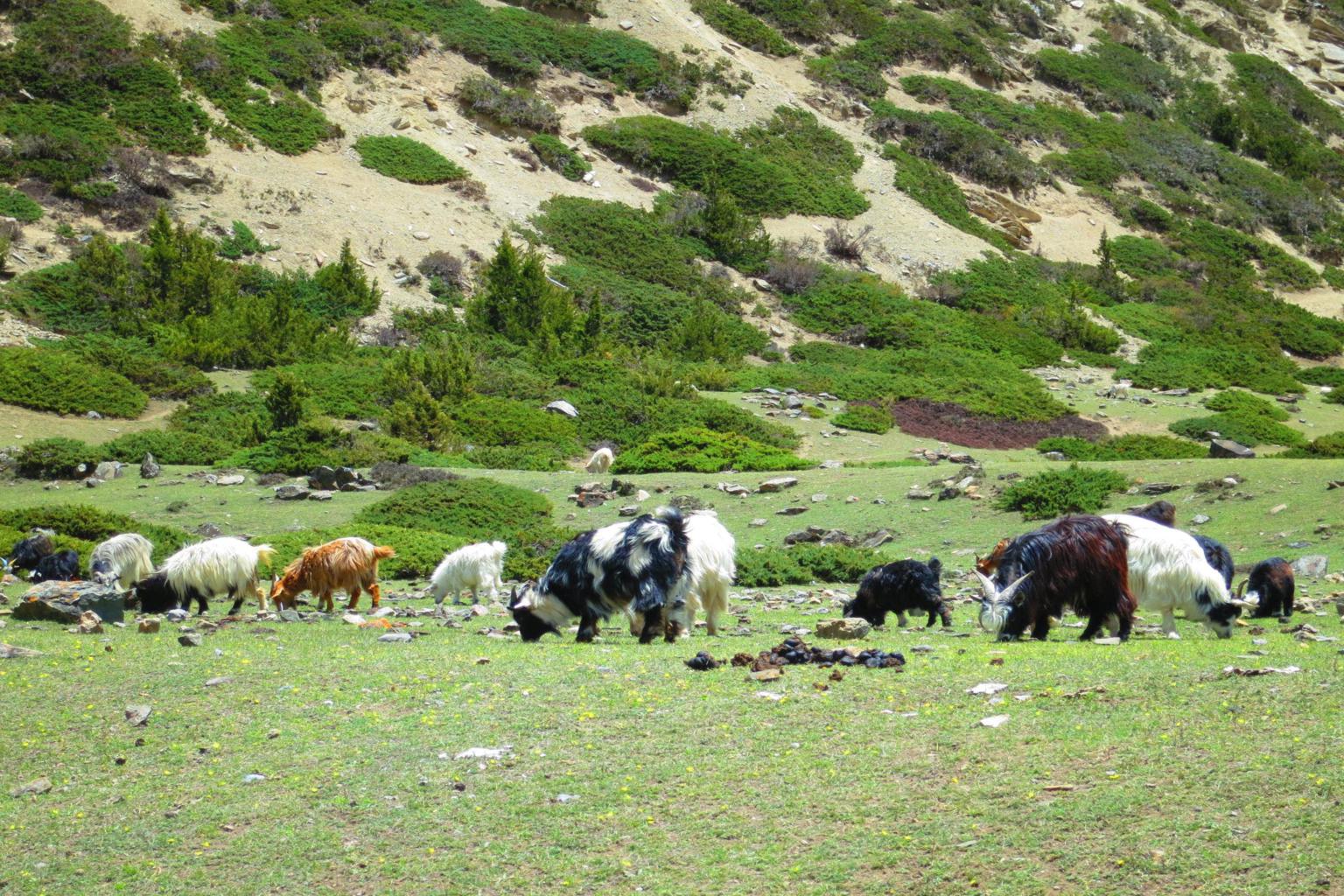 Annapurna circuit trek 